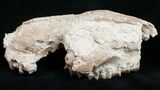 Partial Oreodont (Merycoidodon) Skull - Nebraska #10749-6